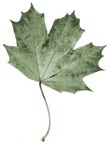 CCFH Leaf