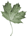 CCFH Leaf